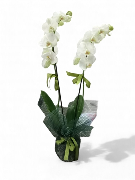 İthal Phalaenopsis Çift Dallı Beyaz Orkide 012