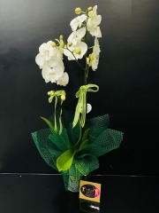 Çift Dallı Orkide Beyaz İthal