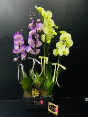 4 Dallı Grup Orkide İthal Ürün