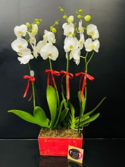 4 Dallı Premium İthal Beyaz Orkide