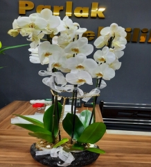 Beyaz Orkide Çiçek Tasarımı