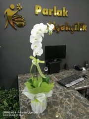 Tek Dal Beyaz Orkide Süslü